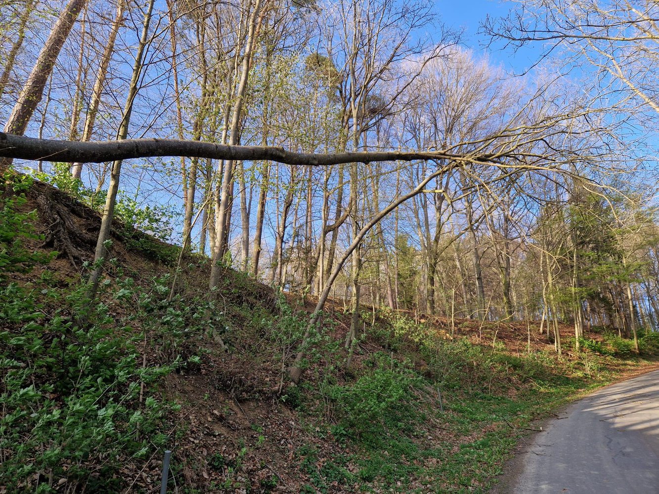 🚒🌳🪓 Wir sind immer zur Stelle, wenn Bäume unsere Straßen blockieren 🚒🌳🪓