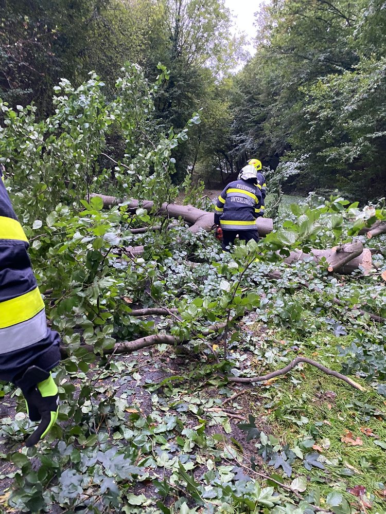 🚒🌳🪓 Weitere Bäume auf der Fahrbahn 🚒🌳🪓