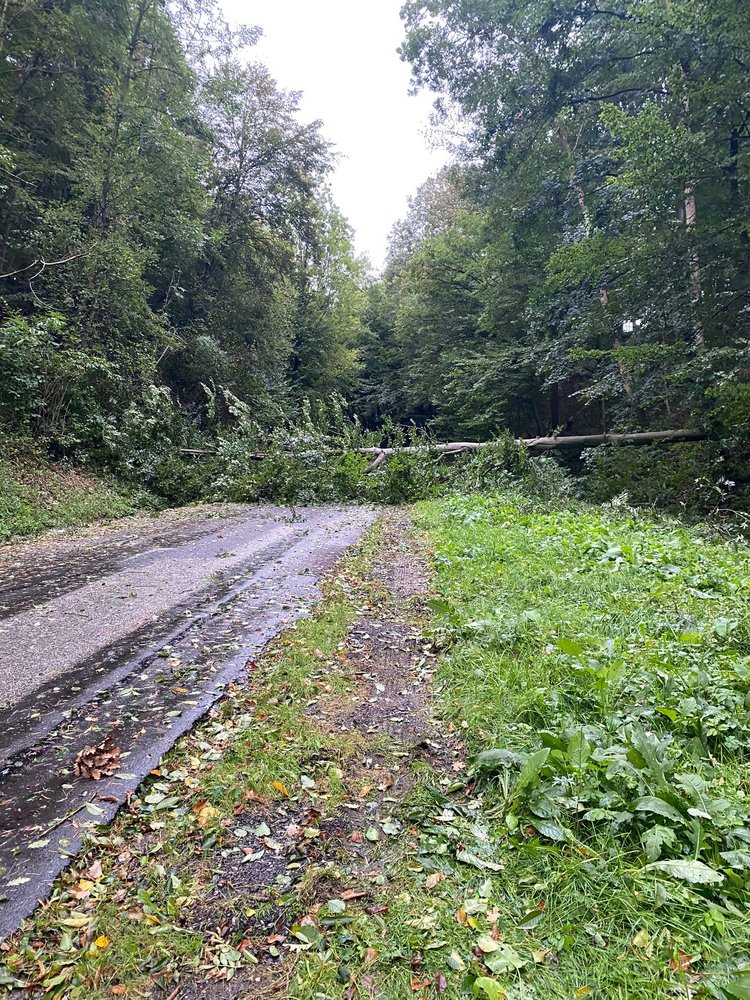🚒🌳🪓 Weitere Bäume auf der Fahrbahn 🚒🌳🪓